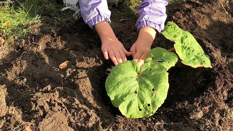 Oktober og november er et godt tidspunkt for at dele og plante nye rabarber. Fotot: Berit Rørbøl