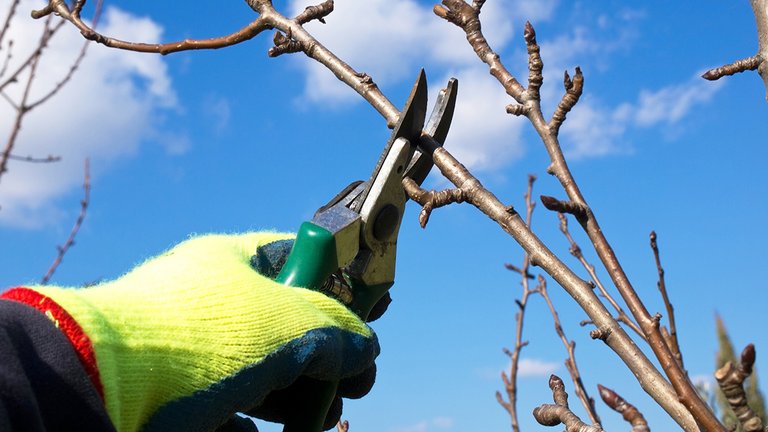 Husk 5 ting i haven før frost og sne