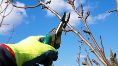 Husk 5 ting i haven før frost og sne