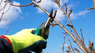 Husk 5 ting i haven før frost og sne