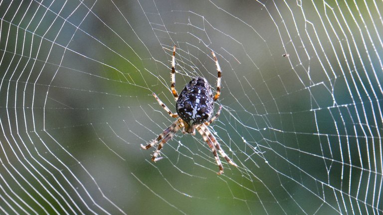 Derfor er vi bange for edderkopper