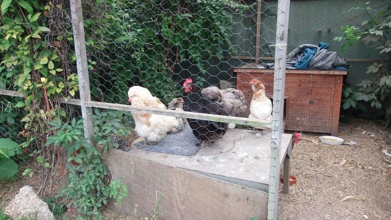 Fugleinfluenza høns - hvad skal du være opmærksom på?