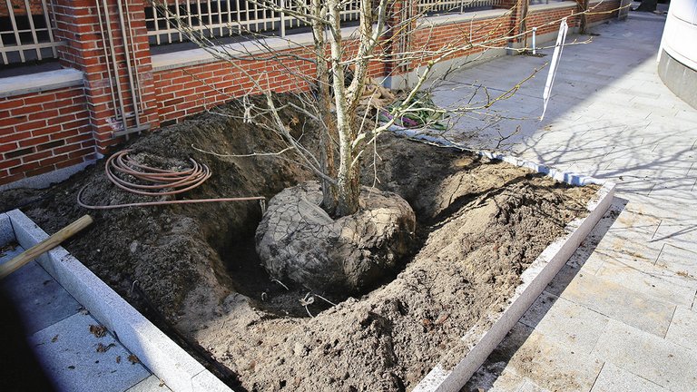 Du kan købe planter som hække, buske og træer som klumpplanter