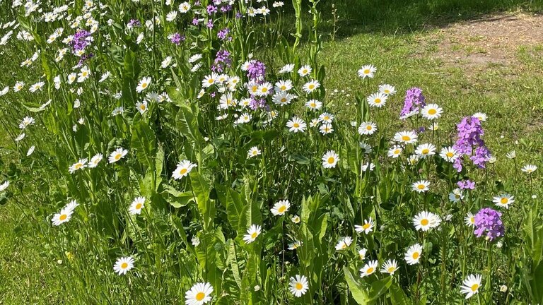 Quiz: Hvilke planter skal du passe på under tørke?