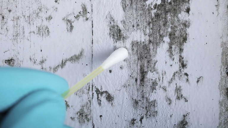 Sådan tester du for skimmelsvamp i din bolig