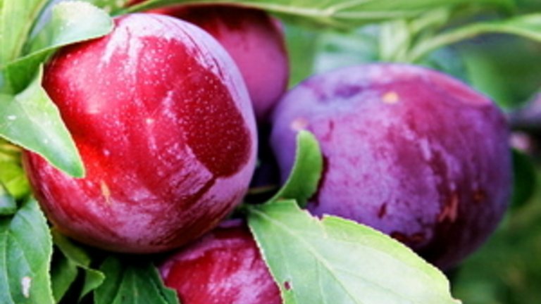 Blommer på blommetræ