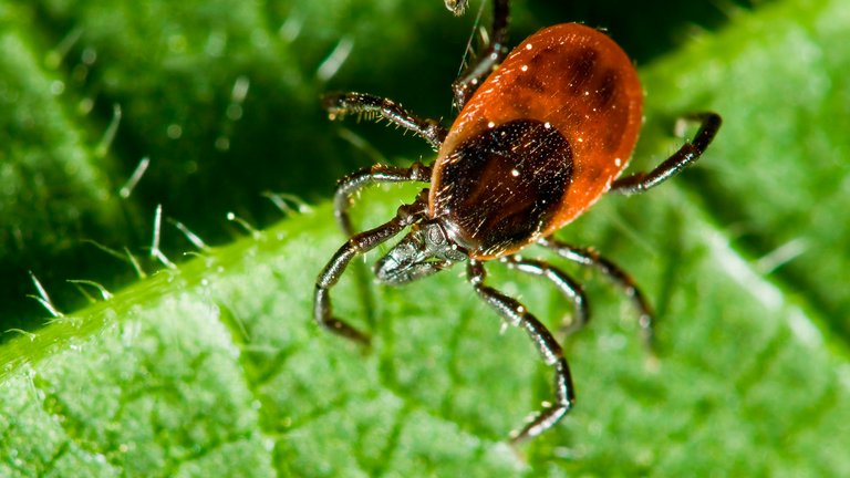 Flåten - et farligt dyr