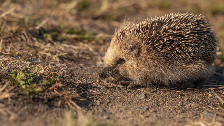 Viden om dyr i haven 2022