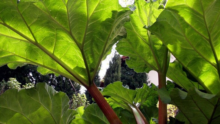 Lad de største stængler stå og høst af de nye små sprøde stængler. Foto: Arkiv