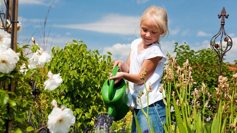 Kan planter blive solskoldede ved vanding midt på dagen?