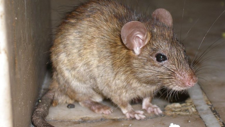 Kryb og skadedyr der går i madvarer