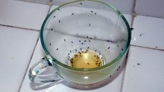 Myrer er kommet ind i huset og kravler ned i en kop med rester