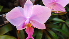 orkide lyserød