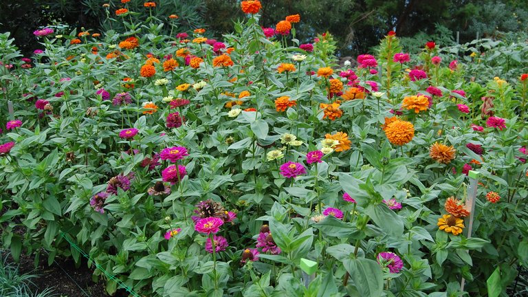 Plant dit eget buket-bed