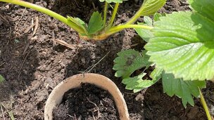 Jordbærplanter formeres lettest ved at tage små stiklinger fra planterne og plante dem over i et nyt bed eller potte. Foto : Berit Rørbøl