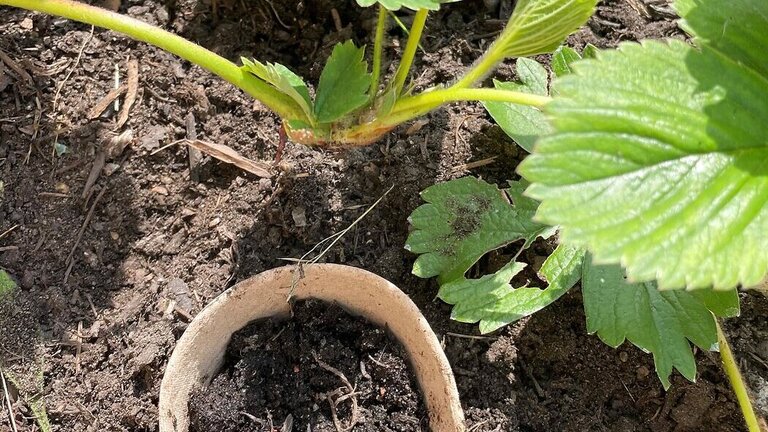 Jordbærplanter formeres lettest ved at tage små stiklinger fra planterne og plante dem over i et nyt bed eller potte. Foto : Berit Rørbøl
