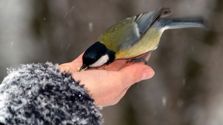 Fodr fuglene for din egen skyld – ikke for fuglenes