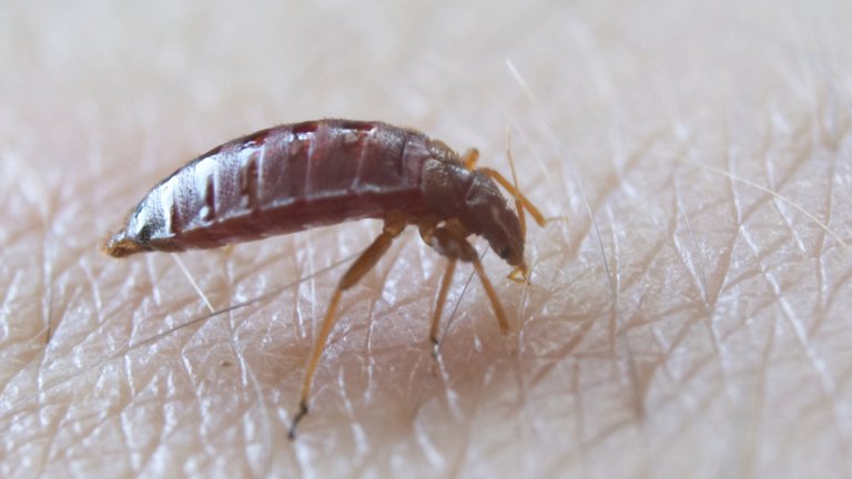 Sådan undgår du væggelus i boligen