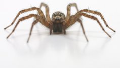 Edderkopper i boligen