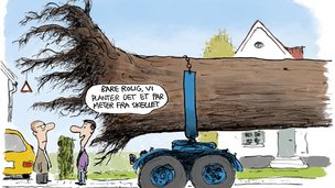 Må du plante høje træer i skellet til din nabo?