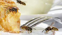 Hvepse på tallerken