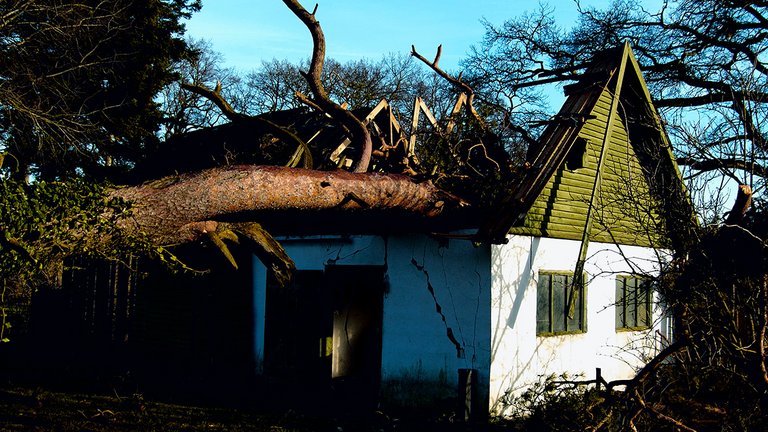 Træ faldet ned oven på tag