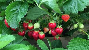 Sådan får du de bedste jordbær