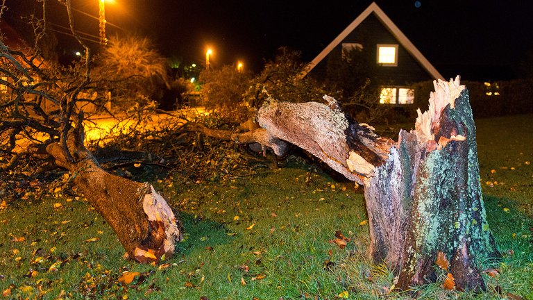 Kan du kræve, at naboen fælder sit vakkelvorne træ?