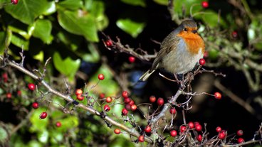 Sådan får du flere fugle i haven