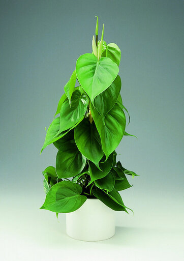 Hjertefilodendron - philodendron er en god plante til badeværelset