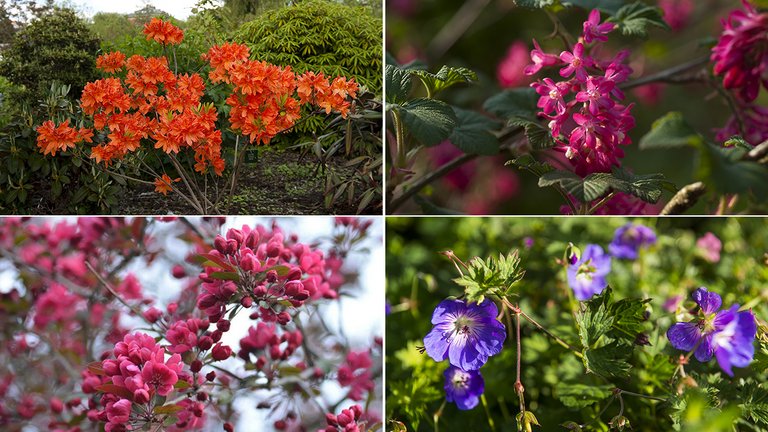 Blomster og planter i haven