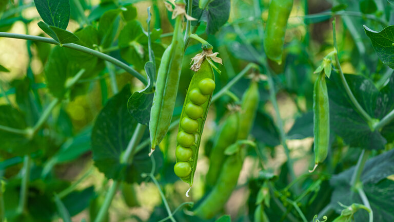 Modne ærter på ærteplanter