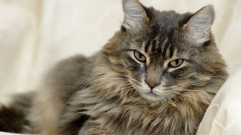 Gode råd, når du skal have kat i boligen