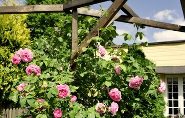 Rosen Louise Odier eller Mme de Stella