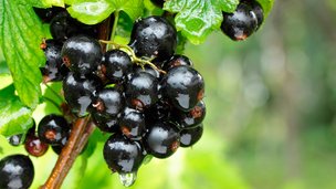 Sådan passer og plejer du dine solbær