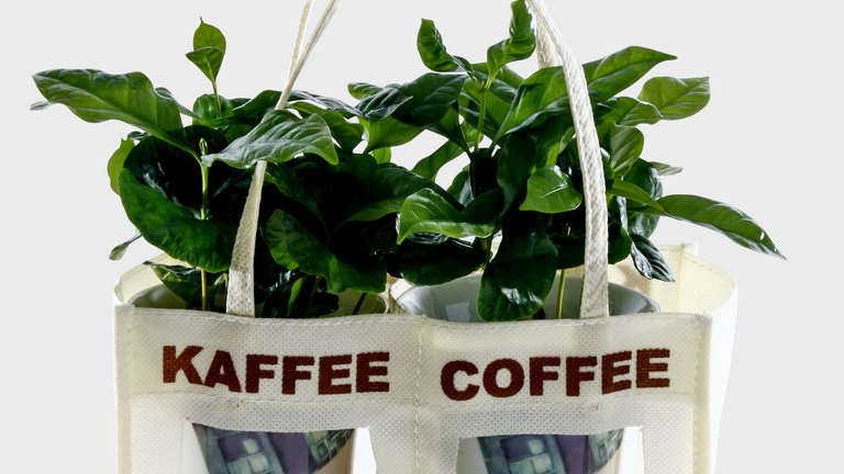 Dyrk kaffe i haven eller boligen