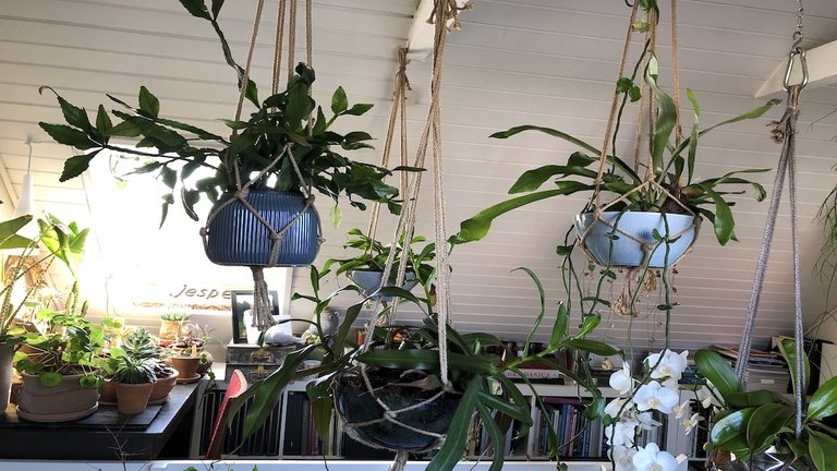 Hængeplanter i boligen kan give junglestemning