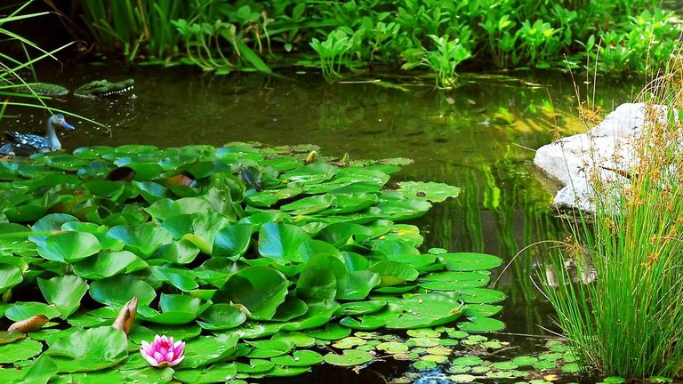 De bedste planter til havedammen