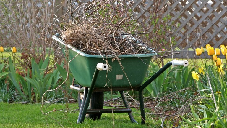 Grene efter beskæring af træ