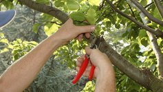 10 gode råd til haven i august