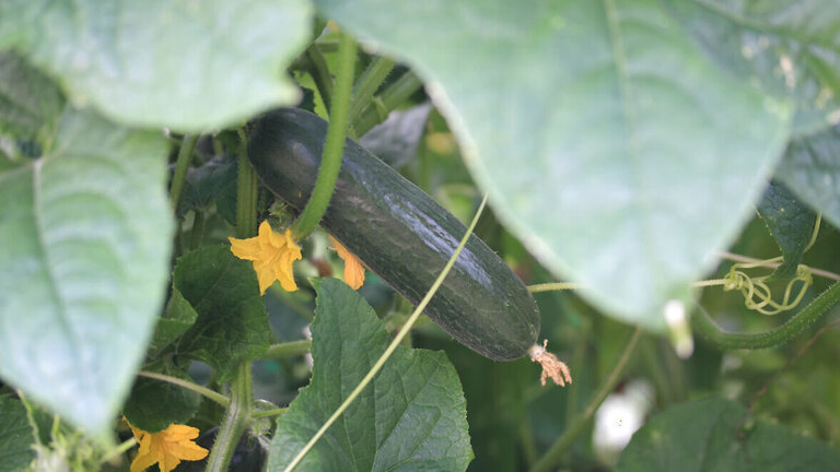 Sorten afgør hvor stor agurken skal være før den er moden, smag dig evt. lidt frem, hvis du er i tvivl. Foto: Colorbox