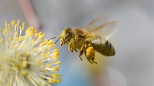 Bier er gode nyttedyr i haven, hvor dy sørger for bestøvning af blomster og frugttræer.