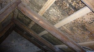 Hvad er skimmelsvamp?