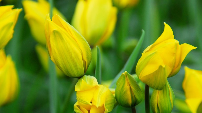 Billedgalleri: Tyve flotte tulipaner