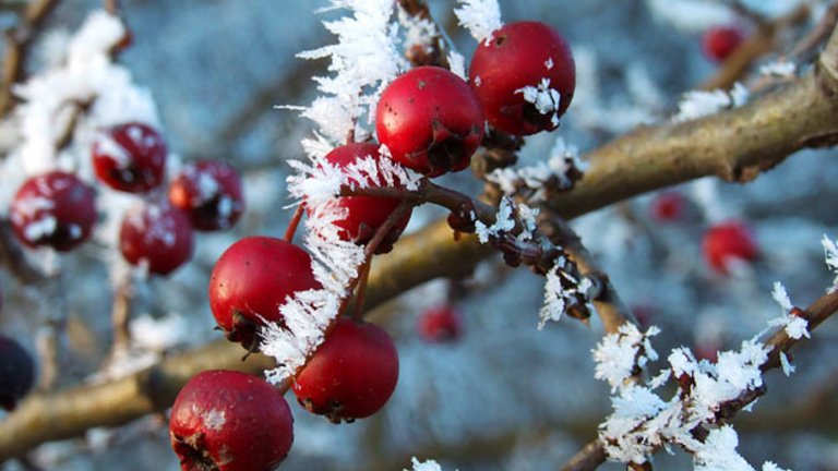 Billedgalleri: Inspiration til vinterhaven