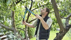 Mand beskærer træ med beskærersaks