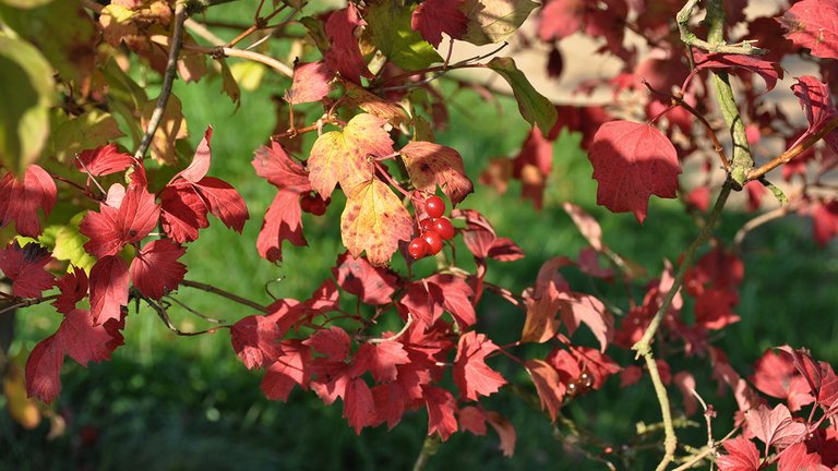 Efterårsbusk: Kvalkved, Viburnum opulus