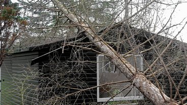 Hvem skal rydde op, hvis naboens træ vælter i stormen?