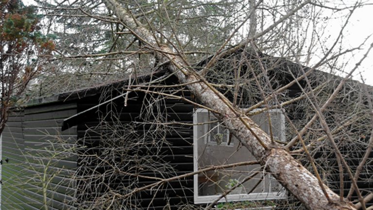 Hvem skal rydde op, hvis naboens træ vælter i stormen?