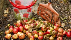 Pas på nedfaldsfrugt og kompostbunken, hvis du vil undgå rotter